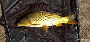 Common Carp