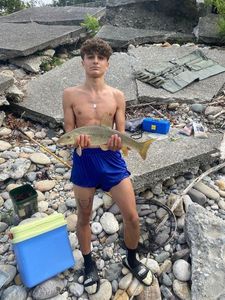 Barbel