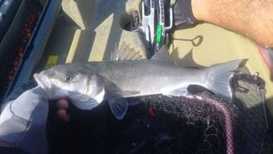European Bass (Seabass)