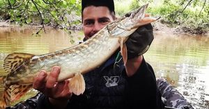 Northern Pike