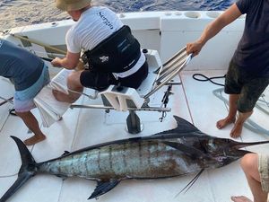 Black Marlin