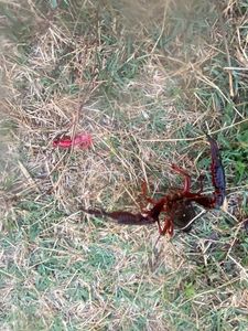 Red Swamp Crayfish