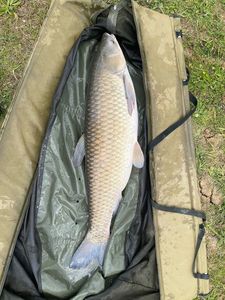 Grass Carp