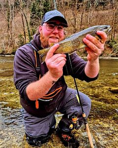 Brown Trout