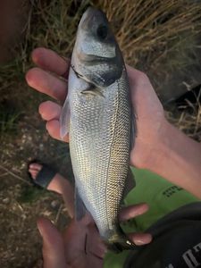 European Bass (Seabass)