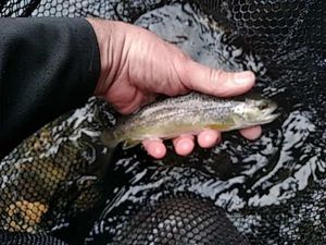 Brown Trout