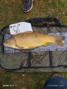 Common Carp