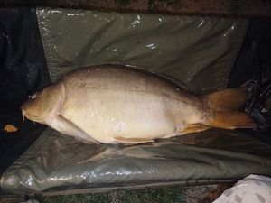 Mirror Carp