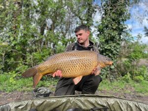 Common Carp