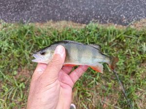 European Perch