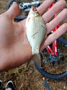 Blue Bream