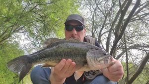 Largemouth Bass
