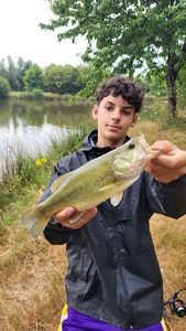 Largemouth Bass