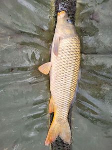 Common Carp