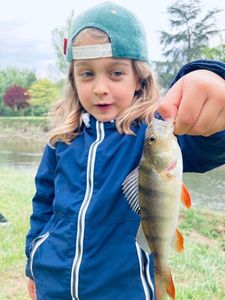 European Perch