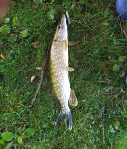 Northern Pike