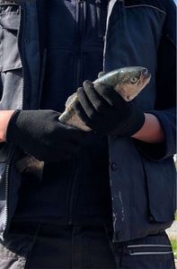 Rainbow Trout