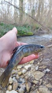 Brown Trout