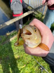 European Perch