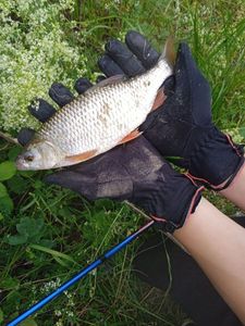 Roach