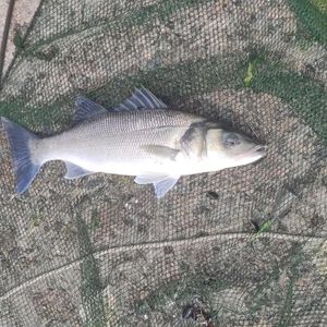 European Bass (Seabass)