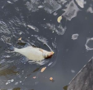 Common Bream