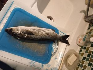 Thicklip Grey Mullet