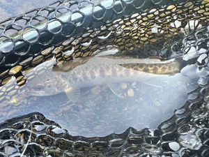 Brown Trout