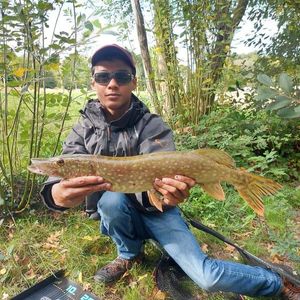 Northern Pike