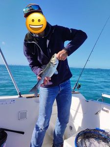European Bass (Seabass)