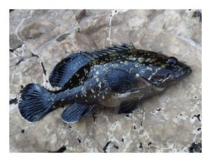 Brown Grouper (Dusky)
