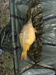 Leather Carp
