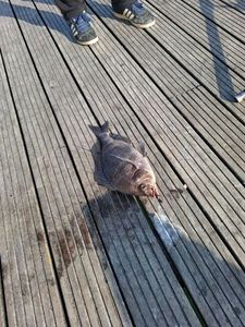 Black Seabream