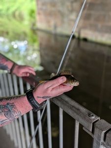 European Perch