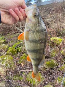 European Perch
