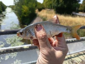 Roach