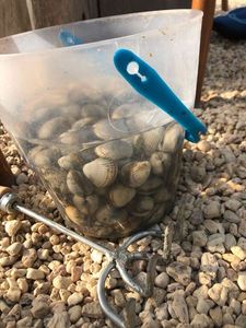Common Cockle