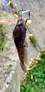 Round Goby