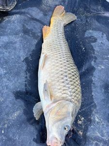 Common Carp