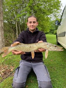 Northern Pike