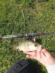 European Perch
