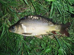 Mirror Carp