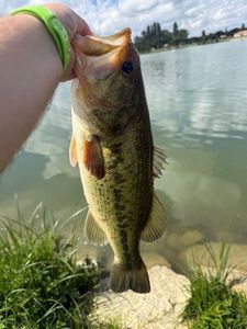 Largemouth Bass