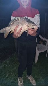 Common Carp
