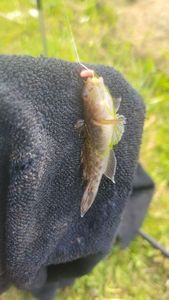 Round Goby