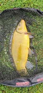Tench