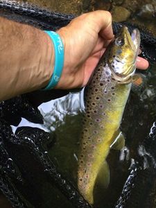Brown Trout
