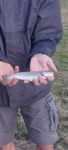Lake Trout