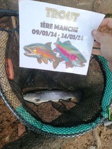 Rainbow Trout