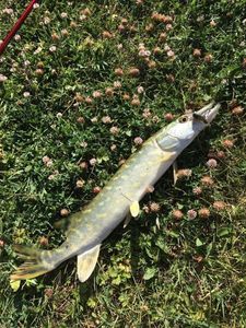 Northern Pike